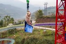 Công viên thả lợn từ độ cao 70 mét để mua vui gây phẫn nộ