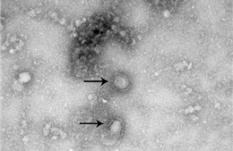 Mỗi người bệnh nhiễm virus corona có thể lây truyền cho 2 đến 3 người