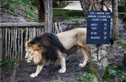 Đóng cửa vì COVID-19, sở thú London chật vật chăm sóc 18.000 động vật