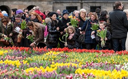 Mùa tulip rực rỡ ở Hà Lan giữa đại dịch COVID-19