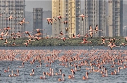Ngoạn mục hàng nghìn hồng hạc đổ bộ &#39;nhuộm&#39; hồng Navi Mumbai