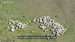Robot chó chăn gia súc tại New Zealand