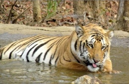 Ấn Độ phạt &#39;án chung thân&#39; hổ ăn thịt người
