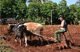 Chính phủ Cuba ưu tiên sản xuất lương thực