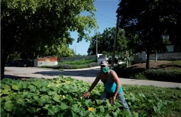 Người dân Cuba đẩy mạnh sản xuất lương thực để ứng phó với khủng hoảng kép
