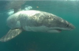 Bãi biển Mỹ phát hiện nhiều cá mập trắng trước kỳ nghỉ quốc khánh