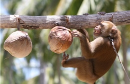 Công ty dừa Thái Lan bị tố bóc lột khỉ, bắt hái cả nghìn quả dừa mỗi ngày
