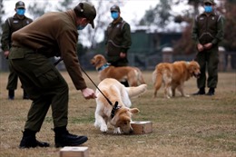 Đức huấn luyện chó đánh hơi COVID-19 với độ chính xác 94%