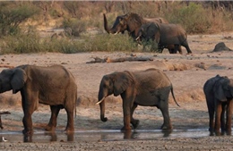 Zimbabwe điều tra cái chết bí ẩn của 11 con voi