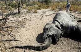 Cuộc chạy đua giải mã bí ẩn cái chết của hàng loạt con voi ở Nam Phi
