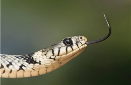 Cậu bé Ấn Độ bị cùng một con rắn cắn 8 lần trong tháng