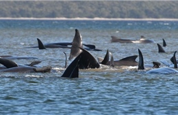 Australia nỗ lực cứu hộ hàng trăm cá voi mắc cạn