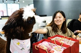 Công ty Trung Quốc thuê lạc đà đến văn phòng giúp nhân viên giải trí