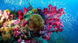 Phát hiện san hô khổng lồ ở Australia