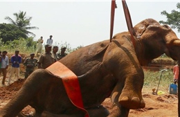 12 giờ giải cứu con voi bị mắc kẹt dưới giếng ở Ấn Độ