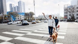 Chó dẫn đường cho người khiếm thị tại Trung Quốc hiếm hơn cả gấu trúc 
