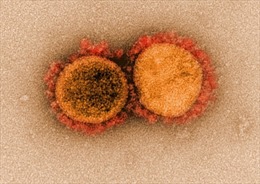 Kịch bản ác mộng về tác động của biến chủng virus mới phát hiện ở California