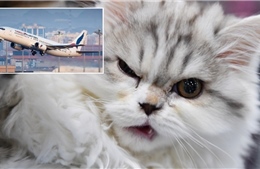 Bị mèo dữ tấn công, phi công buộc phải hạ cánh khẩn cấp