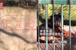 Sở thú Trung Quốc gây phẫn nộ vì nhốt chó vào chuồng sói đánh lừa du khách
