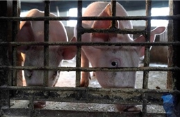 Giới chuyên gia: Dịch tả lợn có thể là nguyên nhân làm bùng phát COVID-19