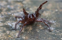 Sau mưa lũ lịch sử, Australia cảnh báo sự xâm lăng của loài nhện độc nhất thế giới