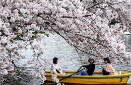 Video hoa anh đào nở sớm đẹp mê hồn tại Nhật Bản