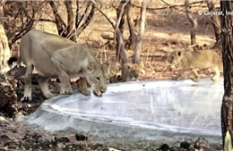 Ao nhân tạo cứu sống sư tử trong nắng nóng thiêu đốt tại Ấn Độ