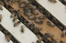 Mật ong Mỹ vẫn chứa bụi phóng xạ từ các vụ thử vũ khí hạt nhân năm 50