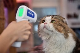 Mỹ phê duyệt thuốc uống đầu tiên chữa tiểu đường ở mèo