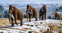Xương voi ma mút thời kỷ Băng hà quý hiếm được tìm thấy ở Florida 