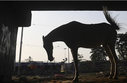 Hàng trăm người Ấn Độ vi phạm quy tắc phòng dịch để dự đám tang ‘ngựa thần’