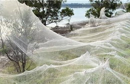 Kinh hoàng mạng nhện khổng lồ giăng kín vùng nông thôn ở Australia
