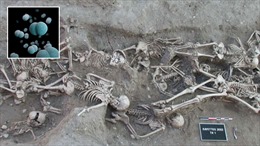 Tìm thấy chủng vi khuẩn 5.000 tuổi gây &#39;Cái chết đen&#39; tại châu Âu