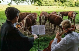 Không có khán giả do COVID-19, nghệ sĩ Đan Mạch chơi nhạc cho bò nghe 