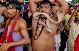 Rùng mình lễ hội rắn ở Ấn Độ