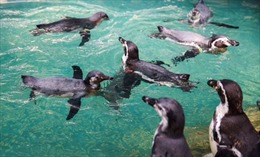 Chim cánh cụt &#39;giữ dáng&#39; trong mùa dịch ở Thái Lan