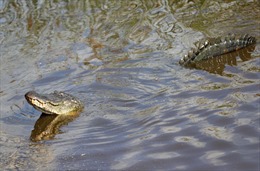 Sau siêu bão Ida, cá sấu bơi ra ngoài tấn công cụ ông 71 tuổi