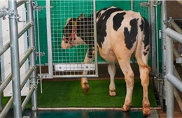 Video huấn luyện bò đi tiểu trong nhà vệ sinh đặc biệt để bảo vệ môi trường