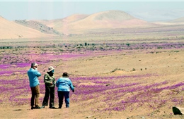 Ngắm hoa nở rực rỡ trên sa mạc khô cằn nhất hành tinh