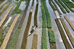 Nông trại nổi - Giải pháp giúp Bangladesh đối phó với biến đổi khí hậu