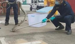 Hải quan Trung Quốc bắt rắn hổ mang chúa dài 4m trong lô hàng nhập khẩu 