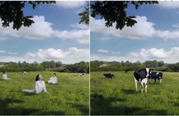 Quảng cáo sữa tươi Hàn Quốc hứng chỉ trích vì so sánh phụ nữ với bò