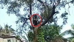 Người đàn ông Ấn Độ trèo lên cây để trốn tiêm vaccine COVID-19