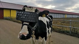 Trang trại đeo kính thực tế ảo cho bò để tăng sản lượng sữa
