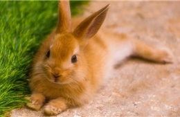 Virus nguy hiểm khiến thỏ chết hàng loạt ở Mỹ