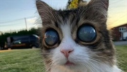 Chú mèo mù có ‘đôi mắt vũ trụ’ nổi tiếng trên mạng xã hội