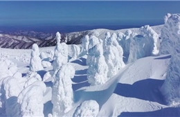 Khám phá khu rừng ‘quái vật tuyết’ kỳ lạ ở Nhật Bản