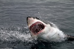 Một người Australia thiệt mạng vì bị cá mập trắng dài 4 mét tấn công 