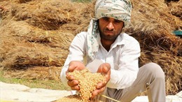 Lệnh cấm xuất khẩu lúa mì của Ấn Độ tác động như thế nào đến thế giới?