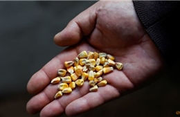 Kế hoạch ‘giải phóng’ ngũ cốc Ukraine đối mặt với nhiều trở ngại